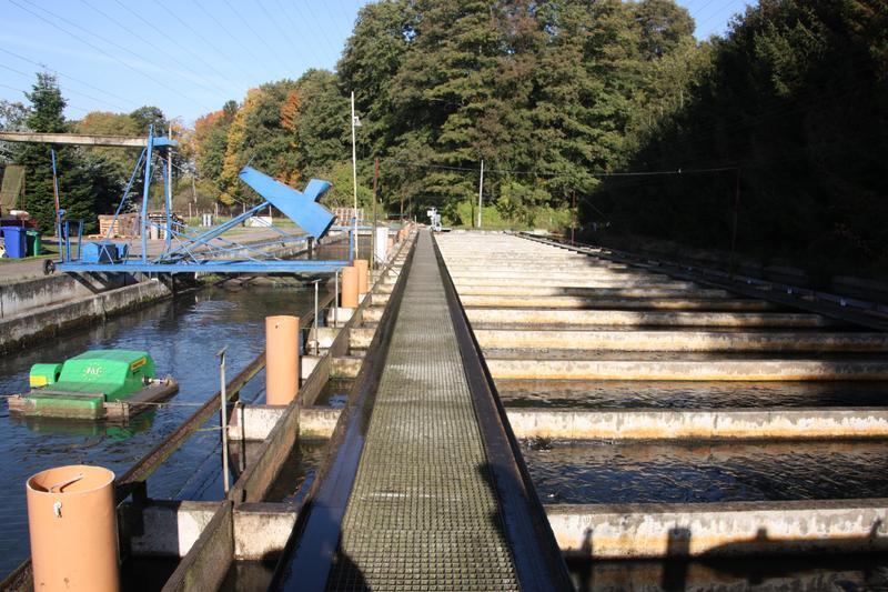 Forellenanlage Unterhammer