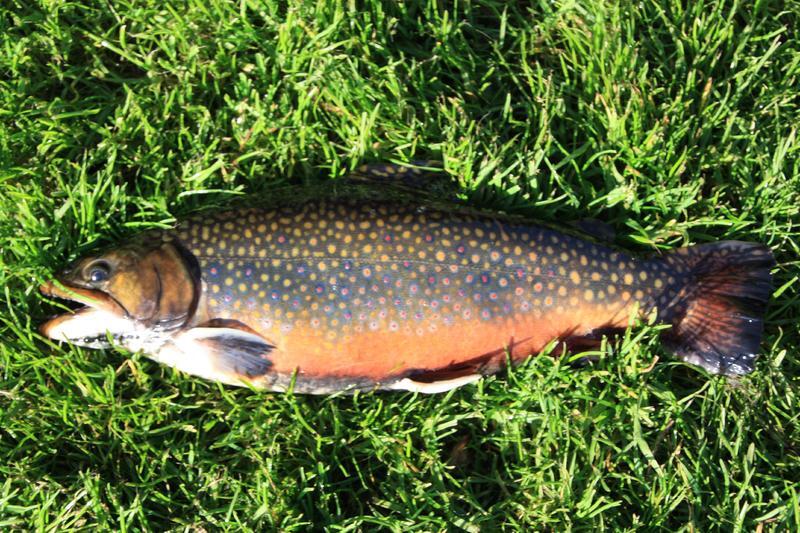 Fangfrischer Saibling