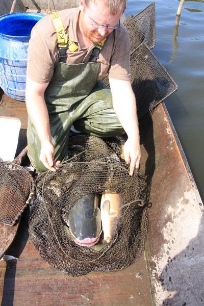 Reusenfang in Blankensee